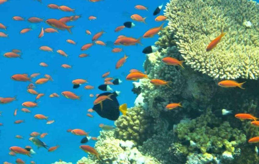 Submarine Hurghada Egypt red sea Excursions