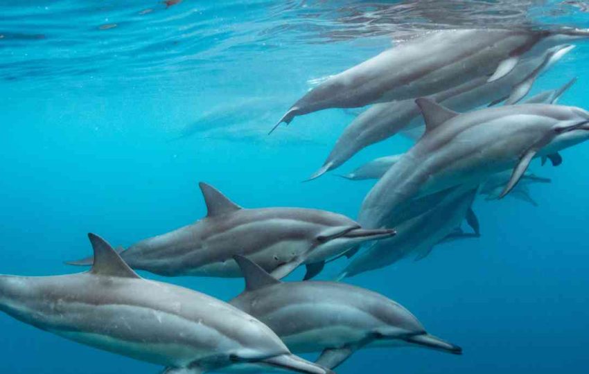 snorkeling with dolphin