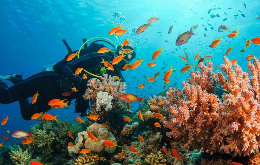 scuba diving in porto Ghalib