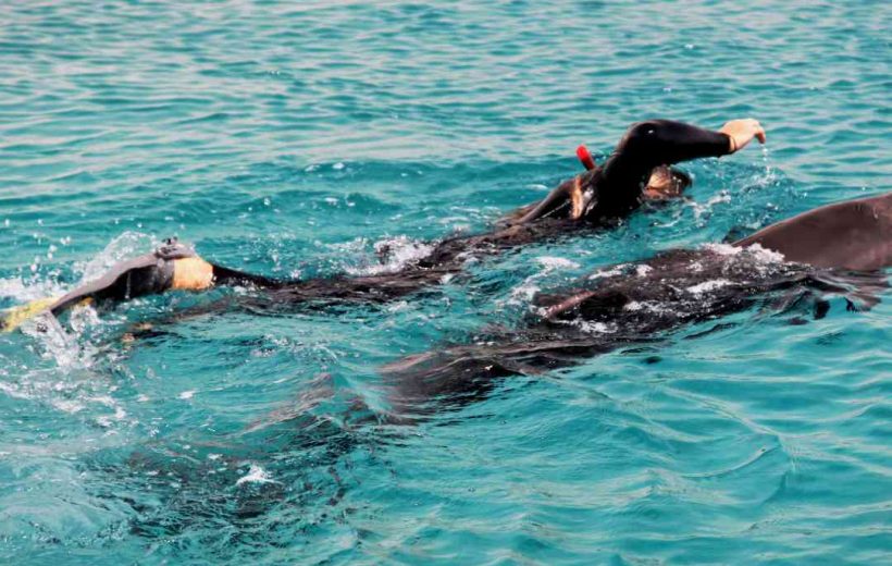 Boat trip to the Dolphin house from Marsa Alam