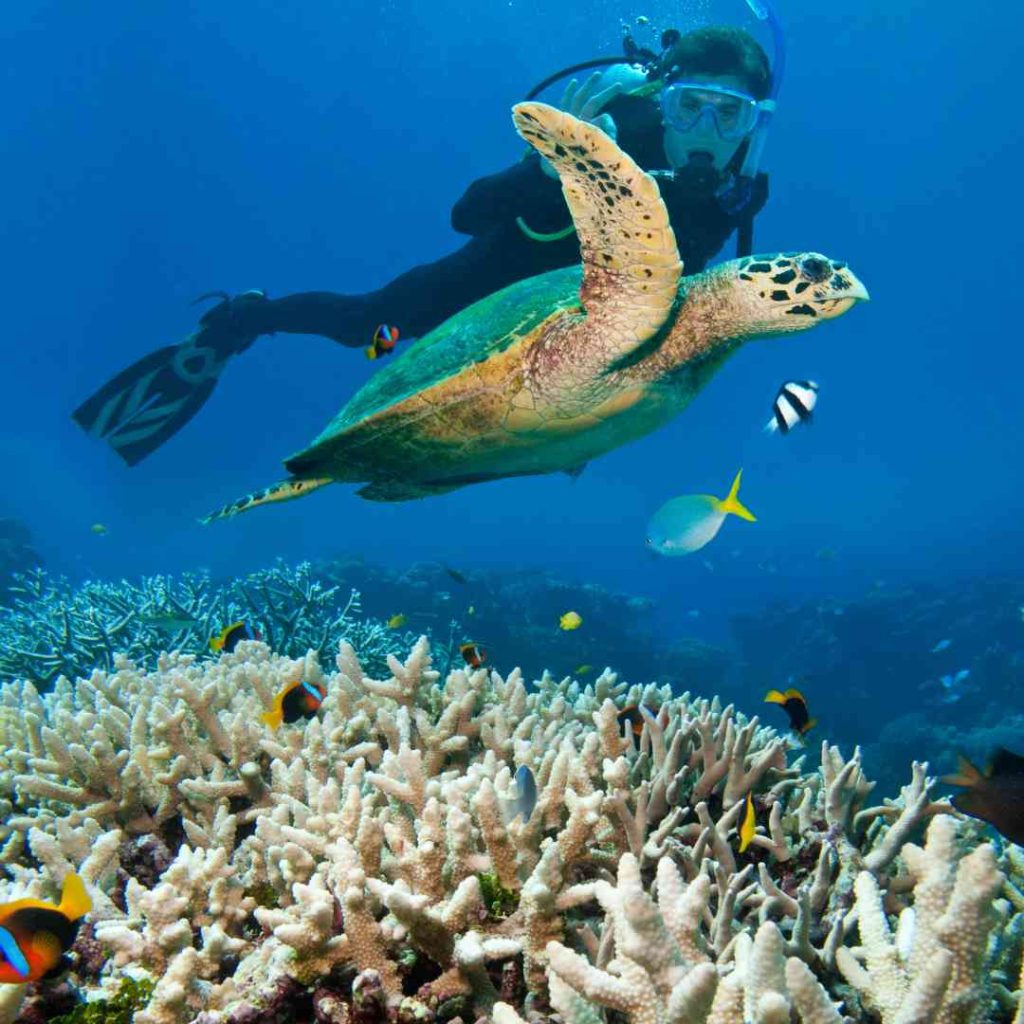 scuba diving in porto Ghalib