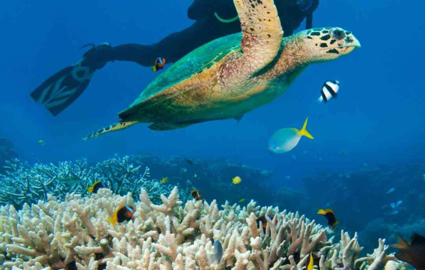 scuba diving in porto Ghalib