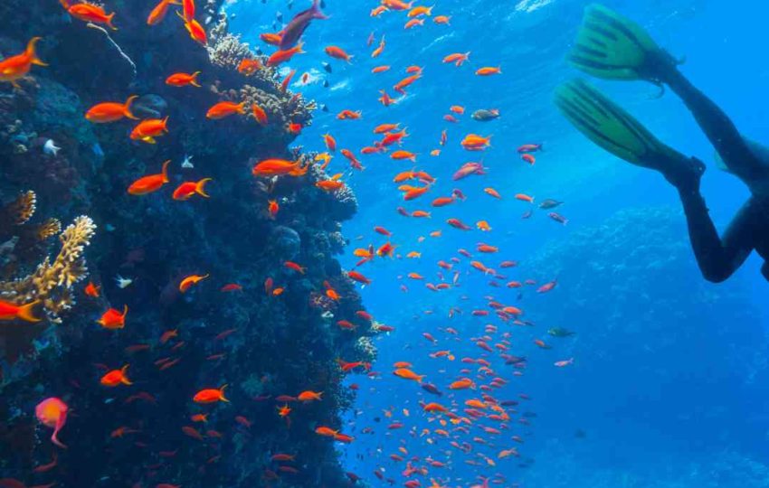 scuba diving in porto Ghalib