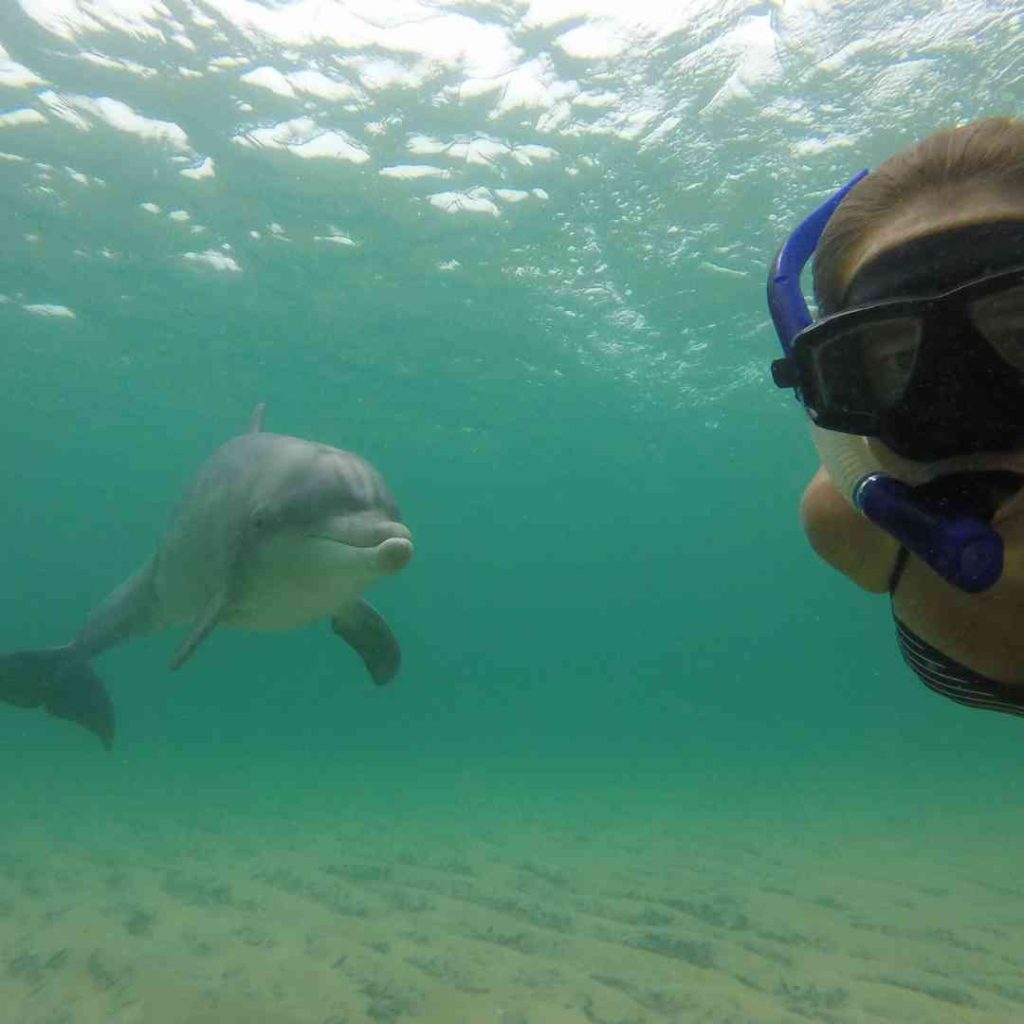 snorkeling with dolphin