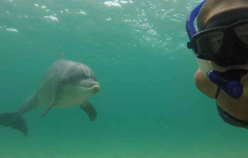 snorkeling with dolphin