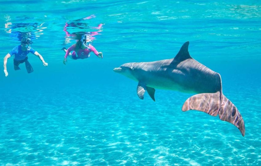 Private snorkeling boat Trip to dolphin house from Hurghada