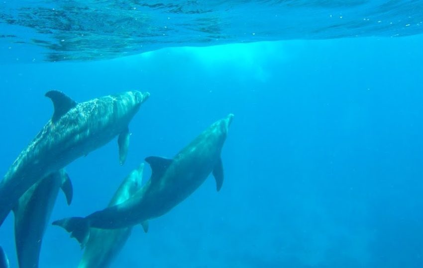 elgouna_dolphin_house