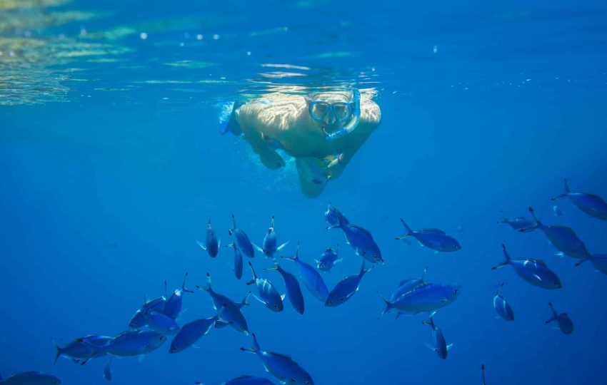 snorkeling with dolphin