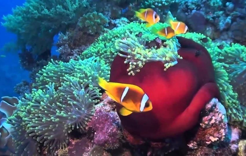 Snorkeling in Teran Island